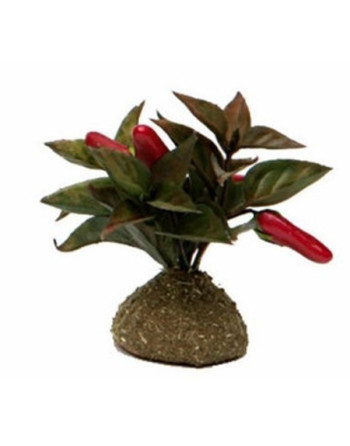 Plantas para el belén...