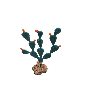 Chumbera y Pita de...