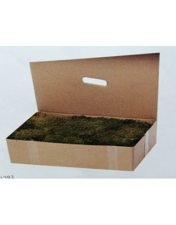 Caja de musgo verde. 01293